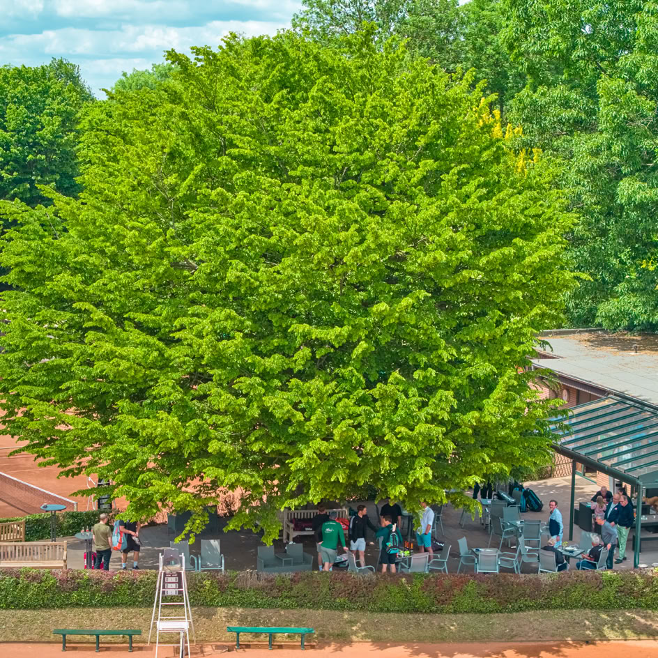 Gro&szlig;er Baum mit dichtem Laub vor einem Geb&auml;ude mit Menschen darunter, umgeben von gr&uuml;ner Vegetation und einem Tennisplatz.