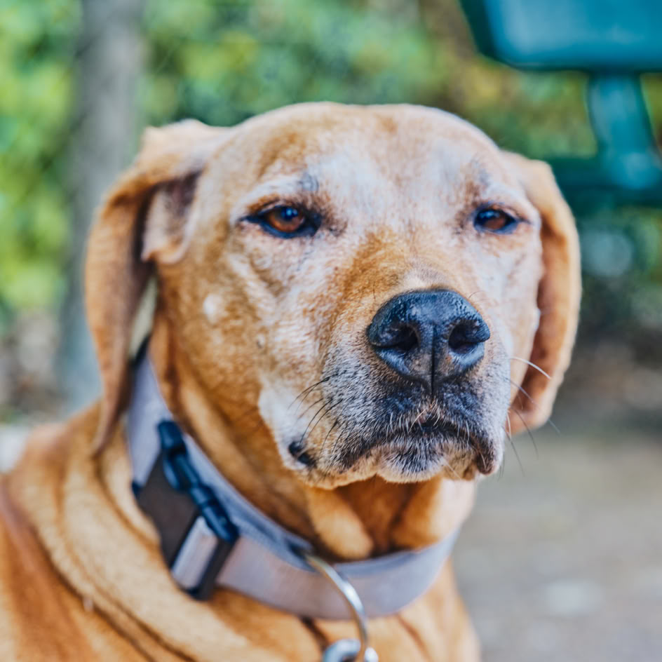 Ein brauner Hund mit einem Halsband sitzt im Freien, im Hintergrund sind unscharfe gr&uuml;ne Bl&auml;tter und ein Teil einer Bank zu sehen.