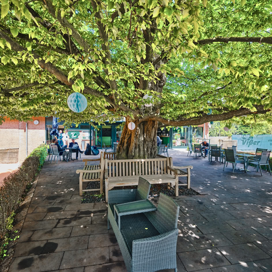 Gro&szlig;er Baum mit ausladendem Bl&auml;tterdach, darunter Sitzb&auml;nke und Tische auf einer Terrasse; im Hintergrund Geb&auml;ude und Personen.