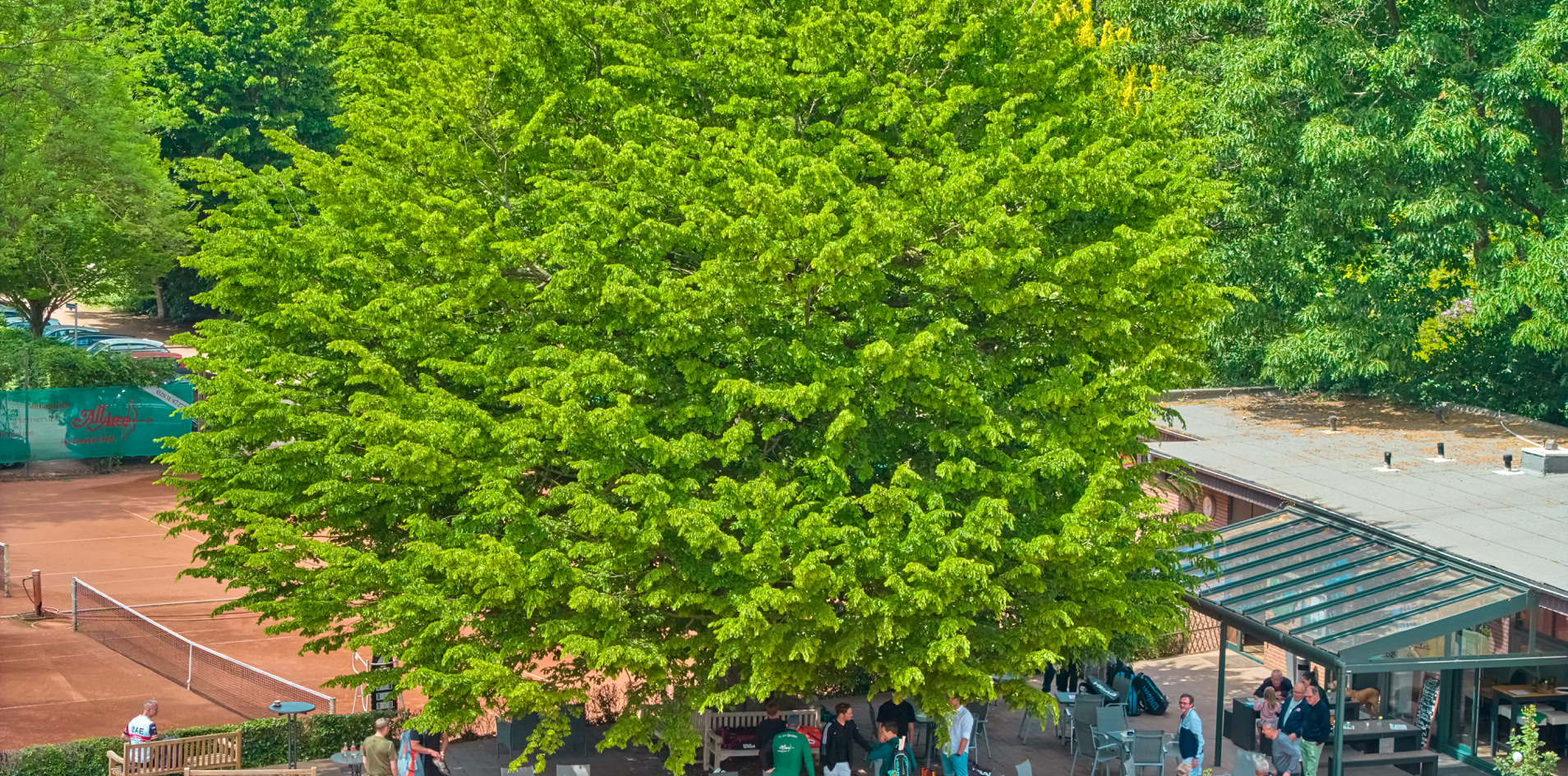 Gro&szlig;er Baum mit dichtem Laub vor einem Geb&auml;ude mit Menschen darunter, umgeben von gr&uuml;ner Vegetation und einem Tennisplatz.