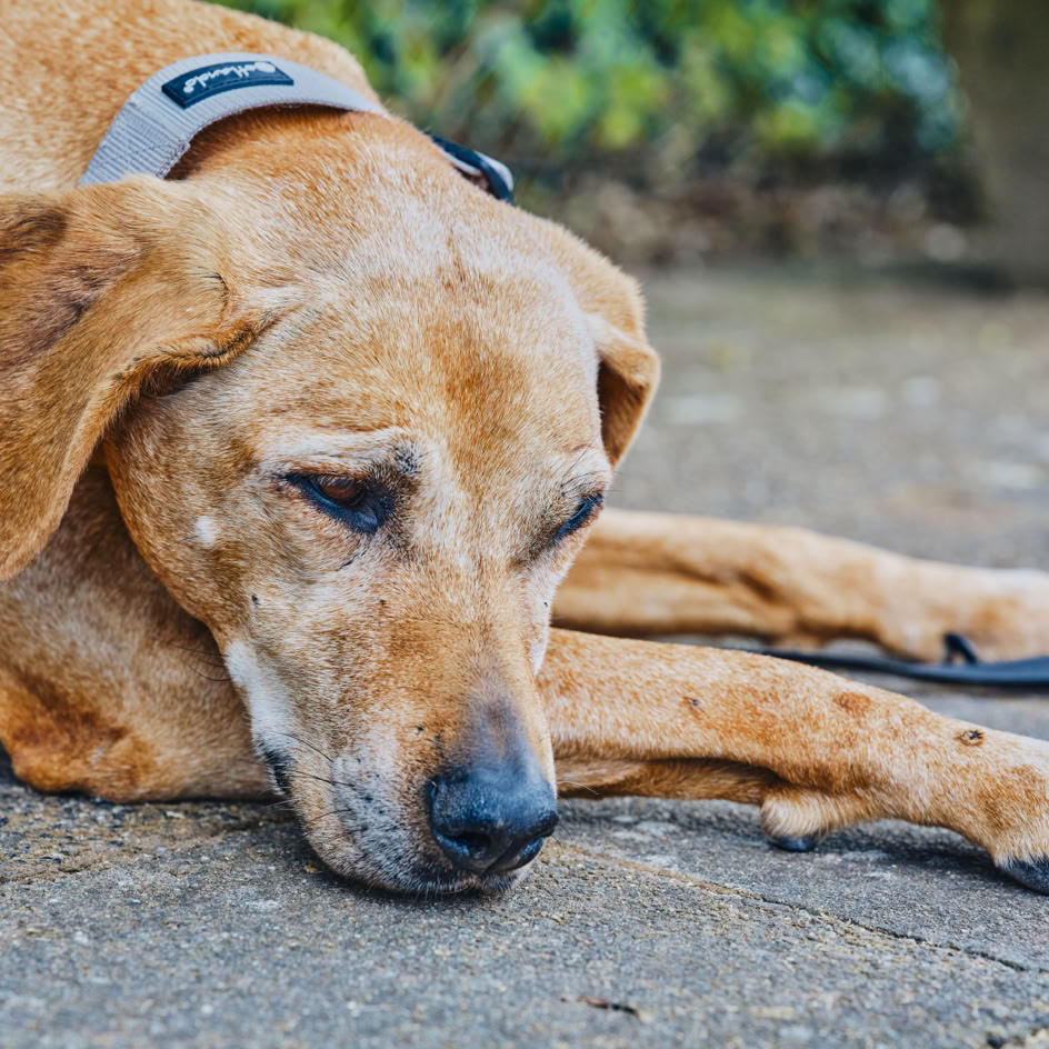 Ein brauner Hund liegt auf dem Boden und tr&auml;gt ein Halsband.