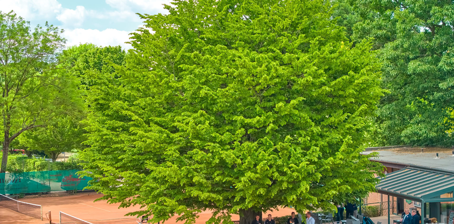 Gro&szlig;er Baum neben einem Tennisplatz mit mehreren Personen, die unter einem Pavillon sitzen.