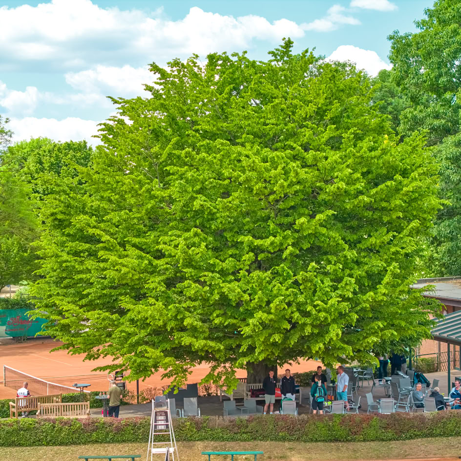 Gro&szlig;er Baum neben einem Tennisplatz mit mehreren Personen, die unter einem Pavillon sitzen.